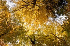 Árbol hojas amarillas