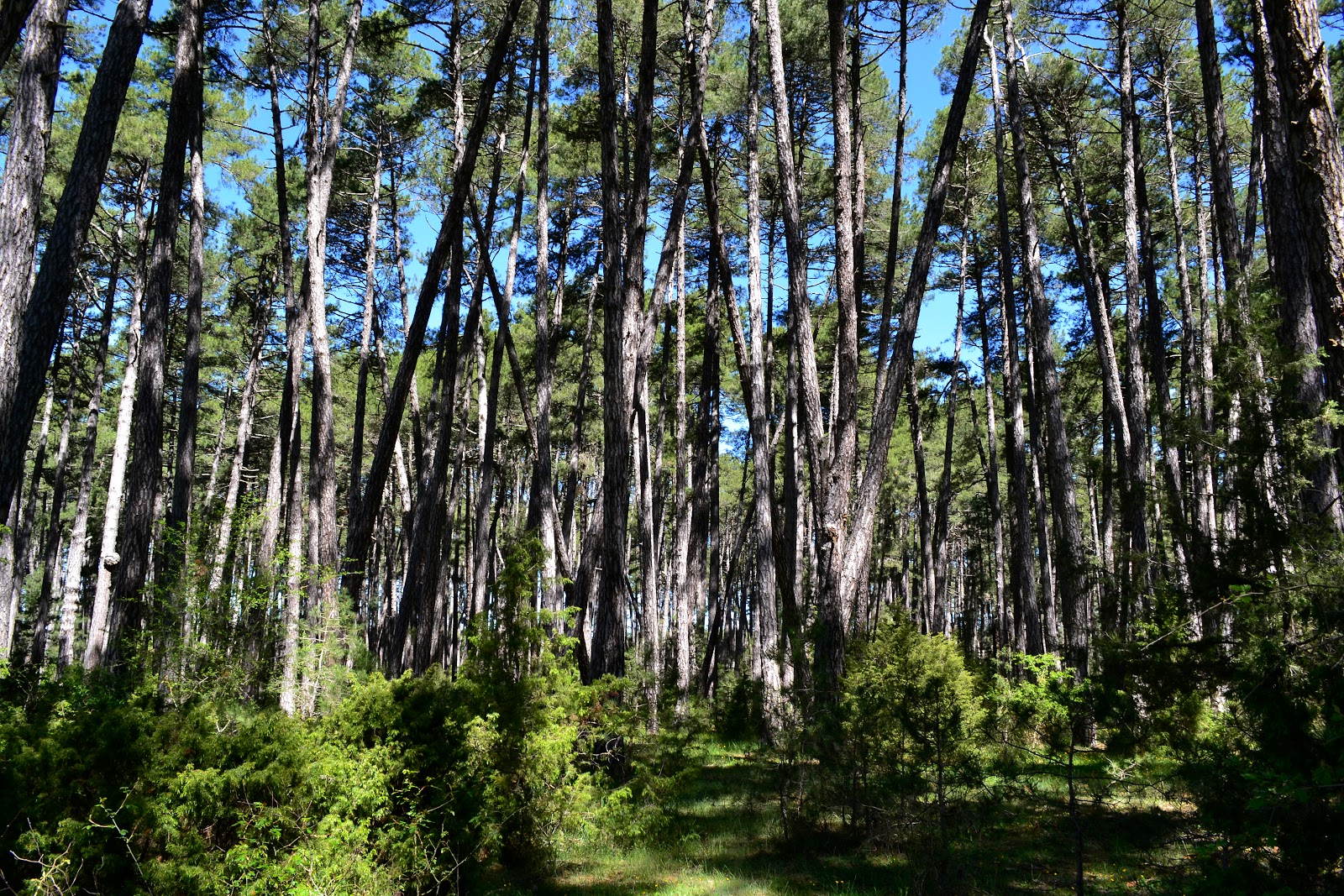 Rodal de pino laricio en Palancares Cuenca