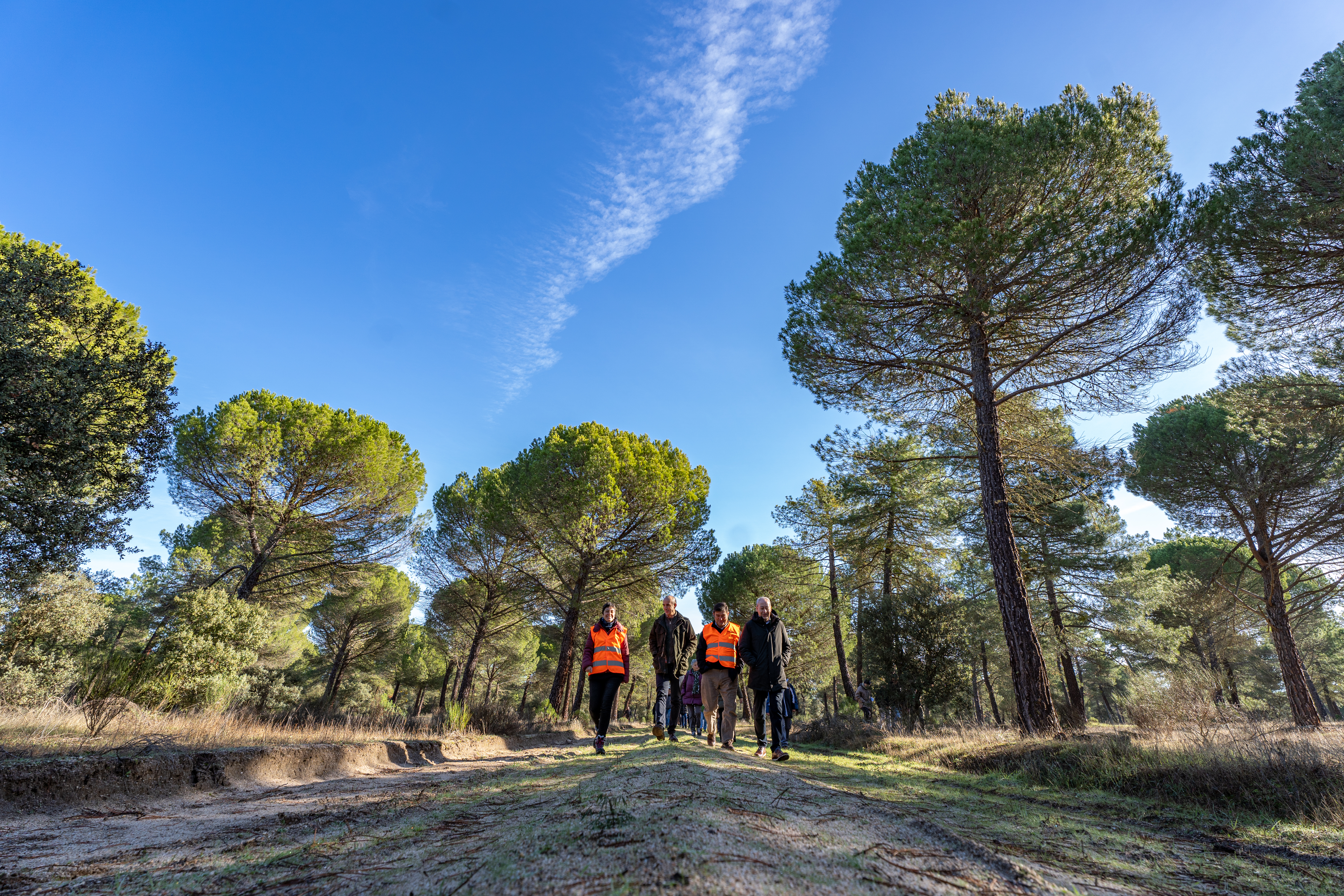 Bosque  Mohago Valladolid