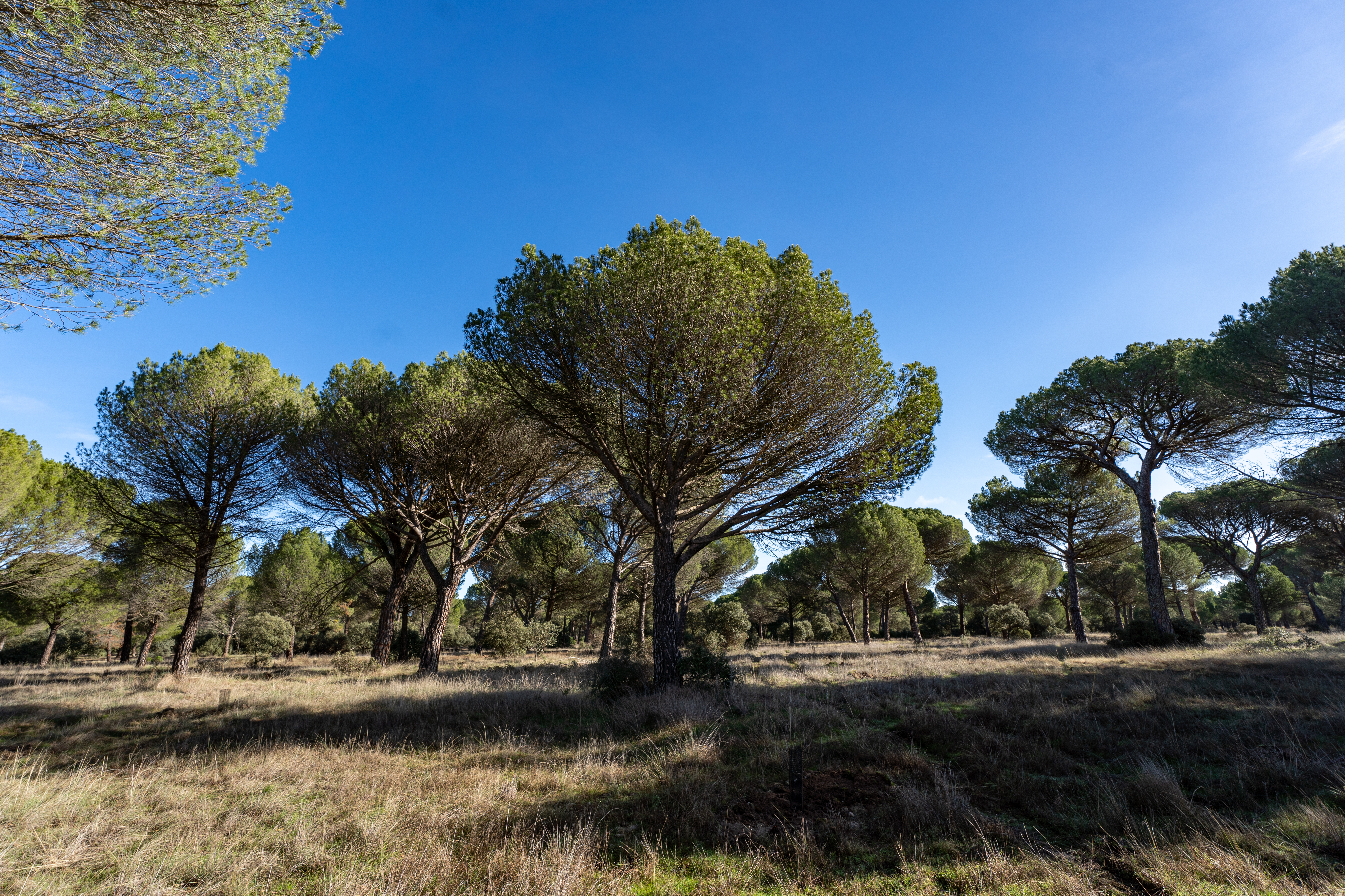 Bosque  Mohago Valladolid