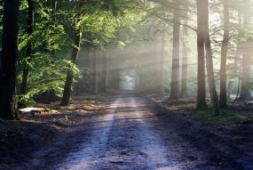 Camino en un bosque