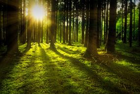 Bosque con sol filtrándose entre los árboles