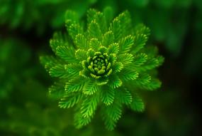 Flor de abeto abriéndose