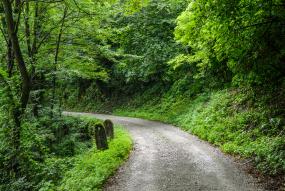 Camino dentro de un bosque