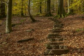 Escaleras en un  bosque