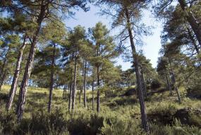 Cerro gordo Cuenca