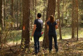 construyendo maderaula