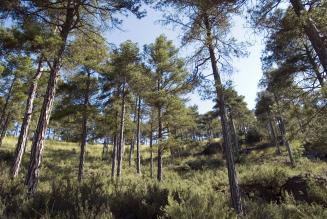 Bosques Cuenca