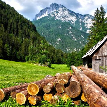 Troncos de madera en pradera 