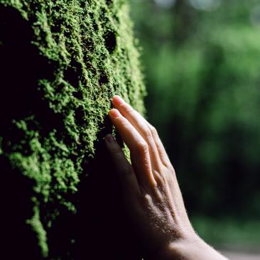 Mano tocando árbol