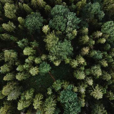 Bosque desde arriba