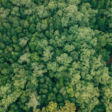 Bosque desde arriba