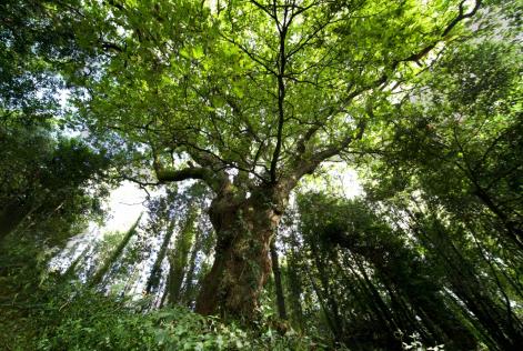 Árbol en el bosque