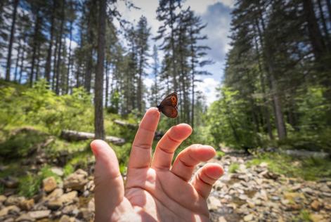 Mano y mariposa en un bosque