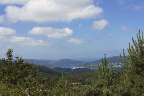 Bosque Xunta de Galicia
