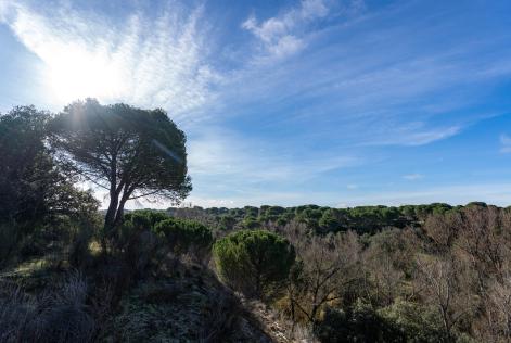 Bosque Mohago Valladolid