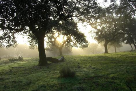 Alcornocal Huelva