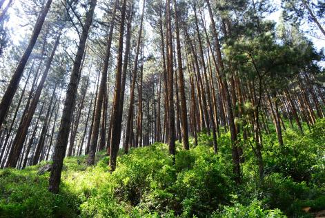 Bosque de pinares