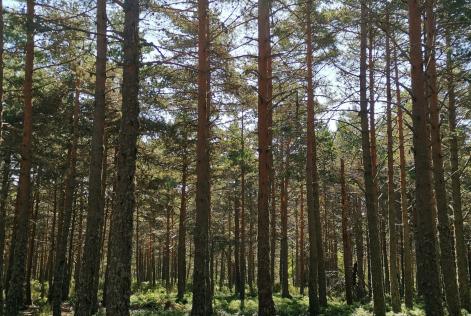 Bosque Galicia