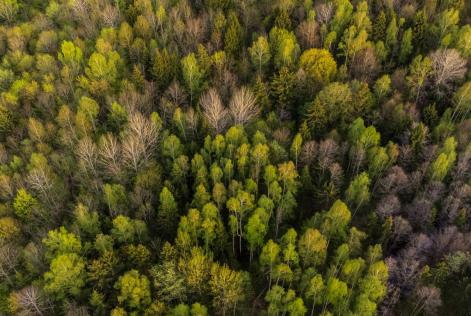 Copas de árboles bosque