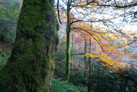 Bosque Asefor Rogueira