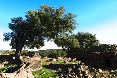 Alcornocal en Zahinos (Extremadura)