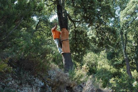 Alcornocal Sierra de Castellón