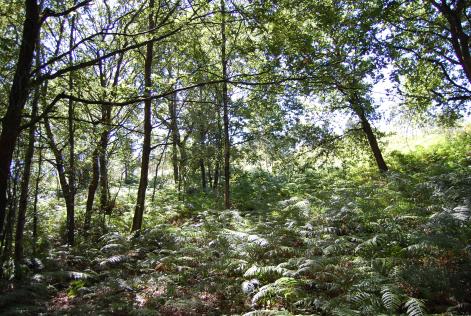 Finca certificada FSC de gestión forestal en Asturias