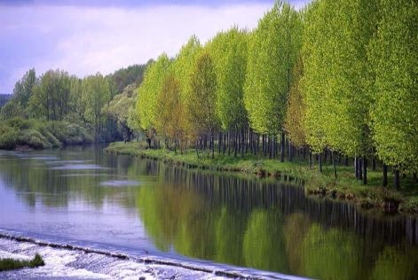 Área de ribera con chopos