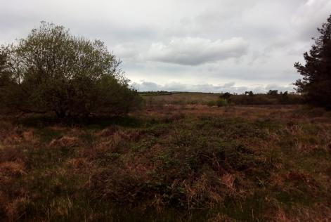 Monte vecinal certificado FSC en Friol (Lugo)con Brezal h&uacute;medo