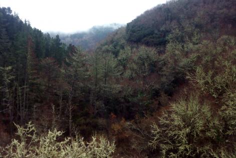 Hábitats forestales Galicia