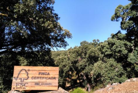 Bosque mediterráneo FSC