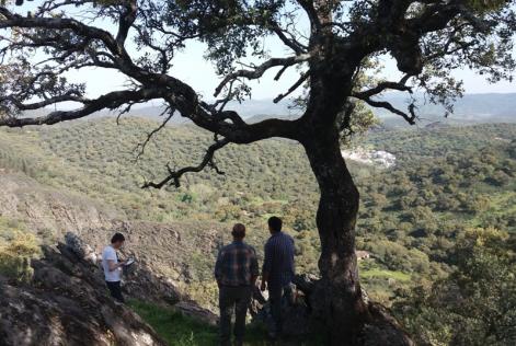 Bosques de ENCE en Huelva