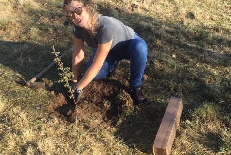 Plantación en Las Rozas