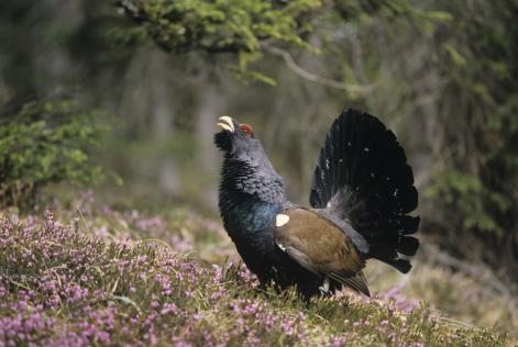Urogallo cantábrico