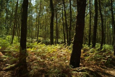 Bosques gallegos
