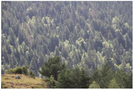 Bosque Pirineos