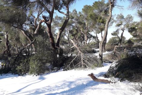 Arbolado dañado en la Casa de Campo
