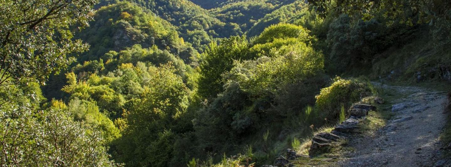 Devesa de Rogueira Lugo