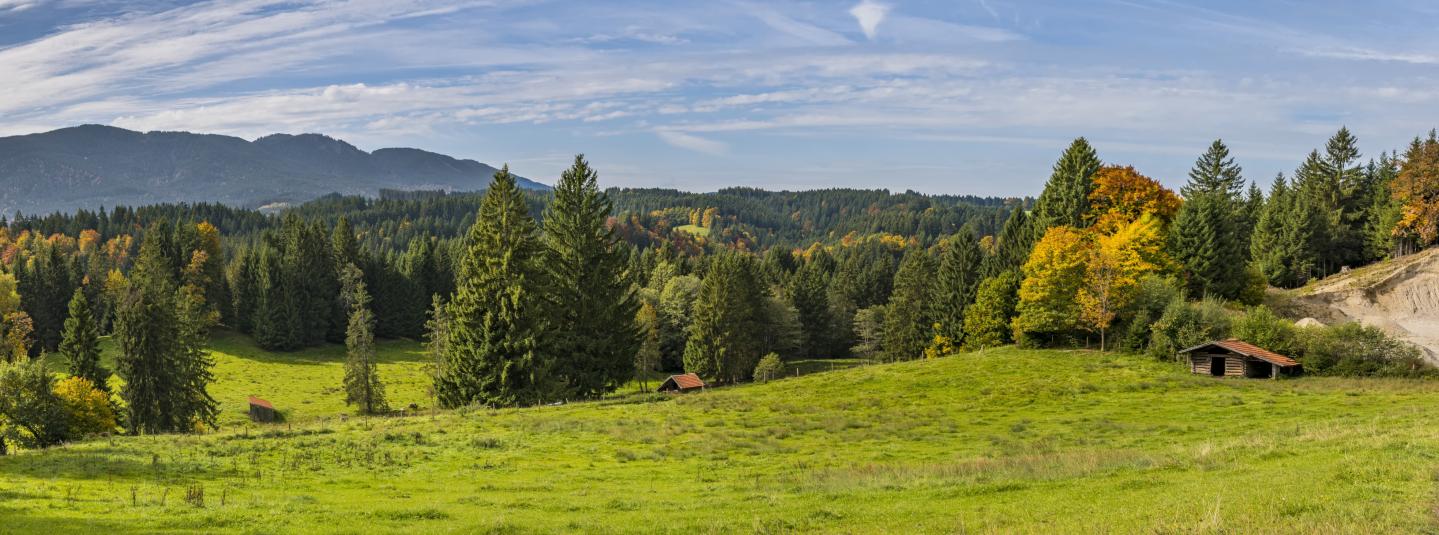 Campo verde y bosques al fondo