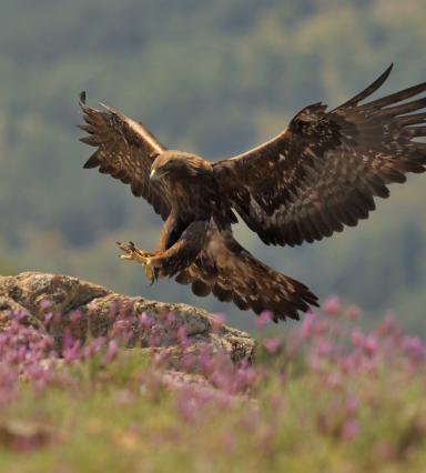 Águila real