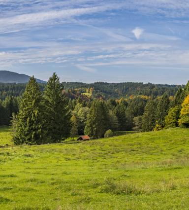 Campo verde y bosques al fondo
