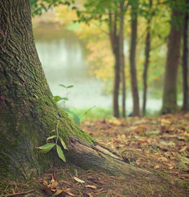 Tronco de árbol en un bosque