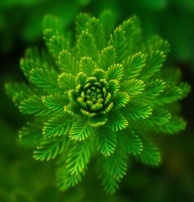 Flor de abeto abriéndose