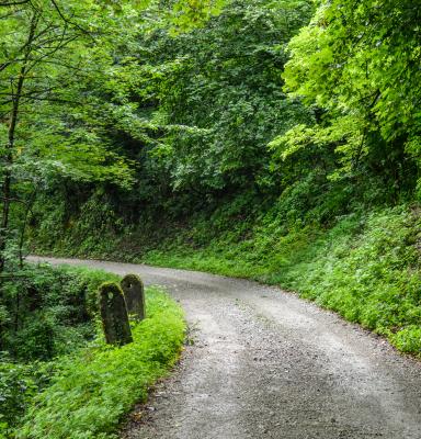 Camino dentro de un bosque