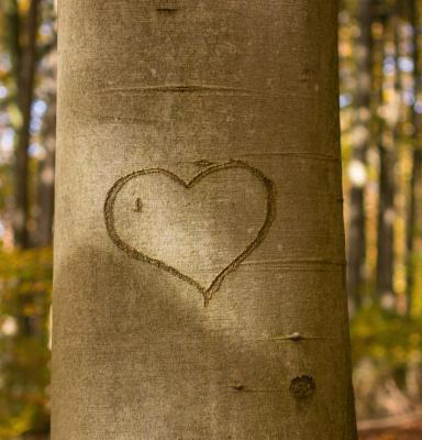 corazón en arbol