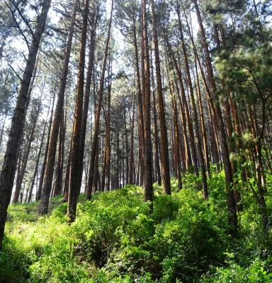 Bosque de pinares