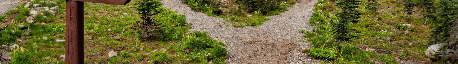 Bifurcación en un camino