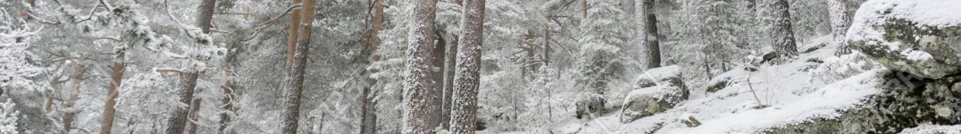 Pinar Nevado Puerto de Navacerrada
