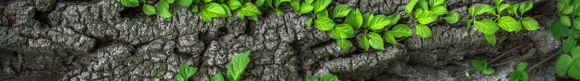 Hojas saliendo de un tronco